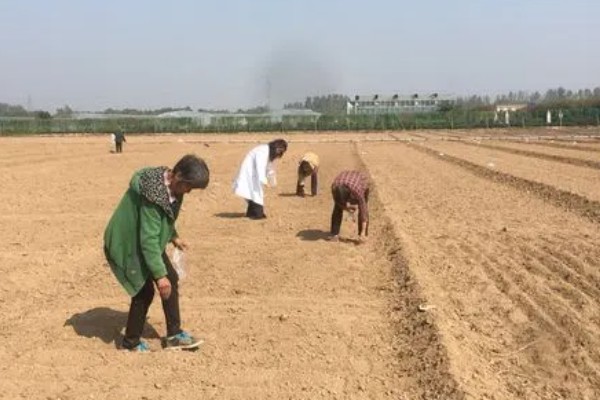 竹柏种子怎么种，当年要适时中耕除草、追施肥料