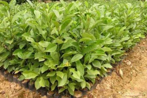 竹柏种子怎么种，当年要适时中耕除草、追施肥料