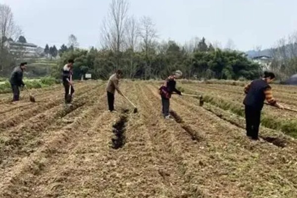 竹柏种子怎么种，当年要适时中耕除草、追施肥料