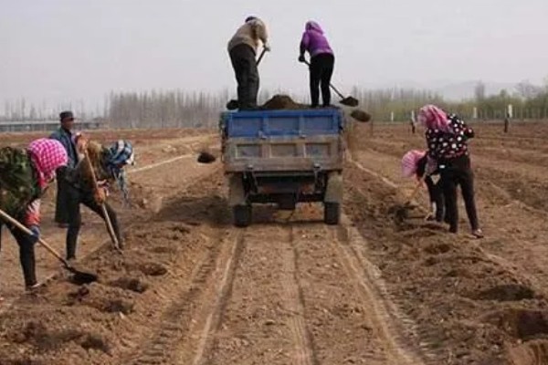 竹柏种子怎么种，当年要适时中耕除草、追施肥料