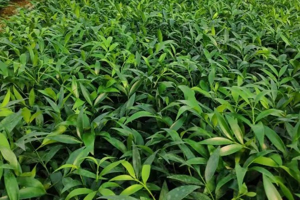 竹柏种子怎么种，当年要适时中耕除草、追施肥料