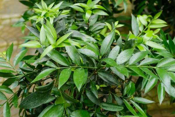 竹柏种子怎么种，当年要适时中耕除草、追施肥料