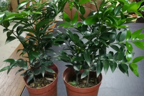 竹柏种子怎么种，当年要适时中耕除草、追施肥料