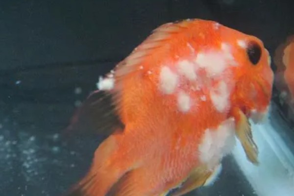 金鱼为何会发生水霉病，生活环境差、养殖密度大是主因