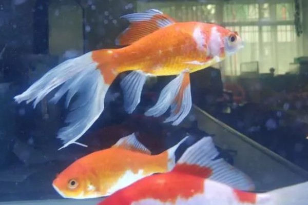 金鱼为何会发生水霉病，生活环境差、养殖密度大是主因