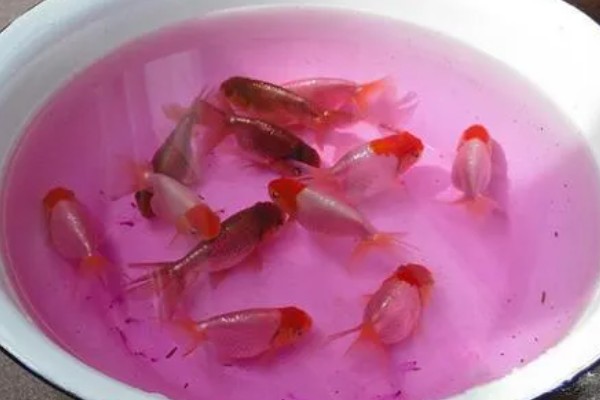 金鱼为何会发生水霉病，生活环境差、养殖密度大是主因