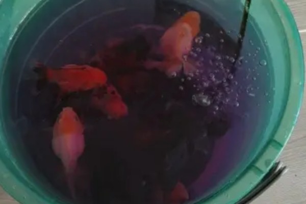 金鱼为何会发生水霉病，生活环境差、养殖密度大是主因