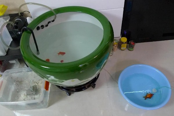 金鱼为何会发生水霉病，生活环境差、养殖密度大是主因