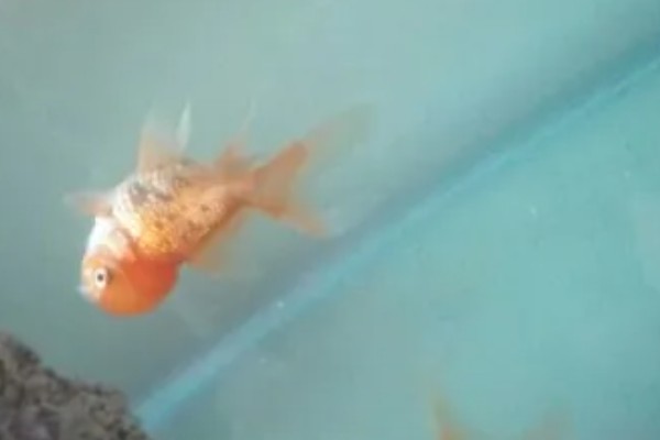 金鱼为何会发生水霉病，生活环境差、养殖密度大是主因