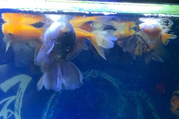 金鱼为何会发生水霉病，生活环境差、养殖密度大是主因