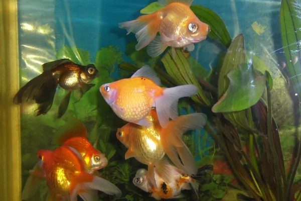 金鱼为何会发生水霉病，生活环境差、养殖密度大是主因