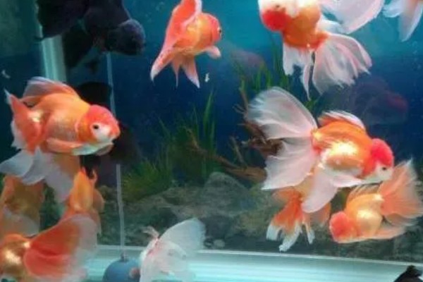 金鱼为何会发生水霉病，生活环境差、养殖密度大是主因