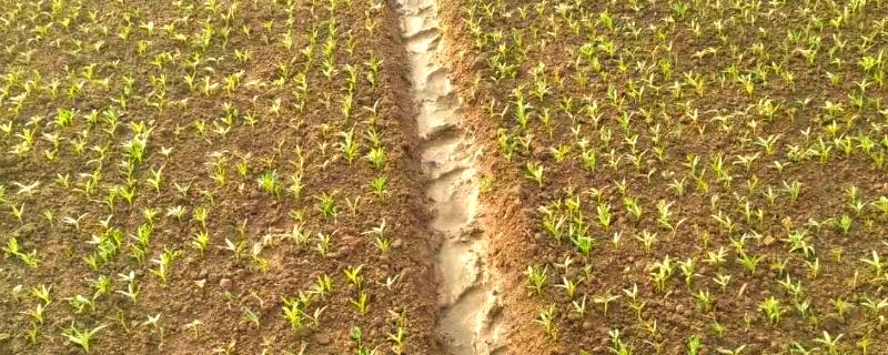 种子穴播要注意什么，需严格挑选种子