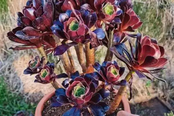 夏天怎么养欧紫法师，要为植株定期的喷洒杀虫剂