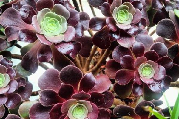 夏天怎么养欧紫法师，要为植株定期的喷洒杀虫剂