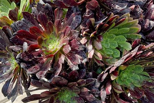 夏天怎么养欧紫法师，要为植株定期的喷洒杀虫剂