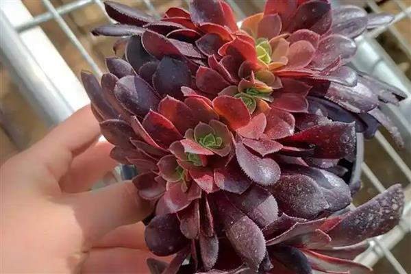 夏天怎么养欧紫法师，要为植株定期的喷洒杀虫剂