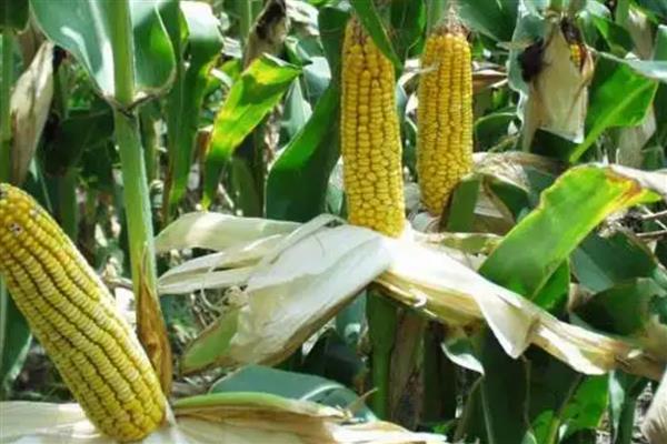 德单5号玉米种的简介，夏播生育期为100天