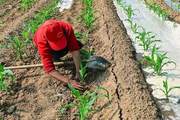 德单5号玉米种的简介，夏播生育期为100天