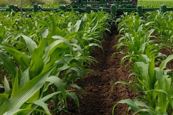 德单5号玉米种的简介，夏播生育期为100天