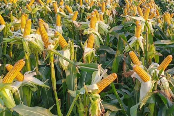 德单5号玉米种的简介，夏播生育期为100天