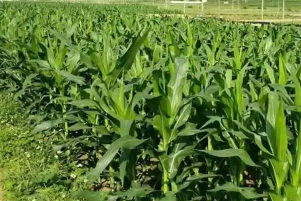 德单5号玉米种的简介，夏播生育期为100天