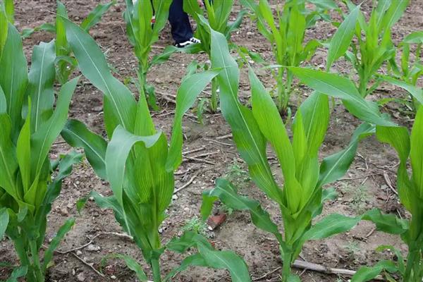 德单5号玉米种的简介，夏播生育期为100天