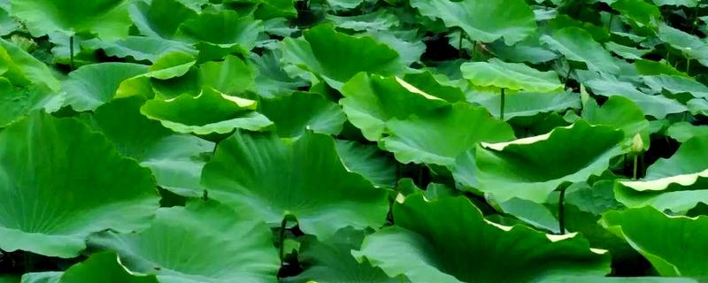 莲藕定植后的管理方法，通常要进行2次追肥