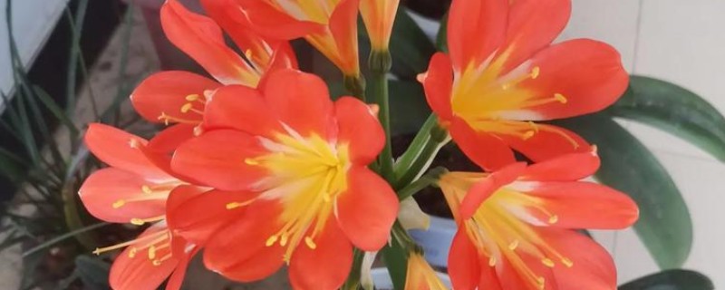 君子兰换盆后浇三天大水的原因，是为了提高植株的成活率