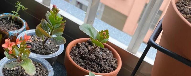 如何扦插长寿花，可枝插、叶插等