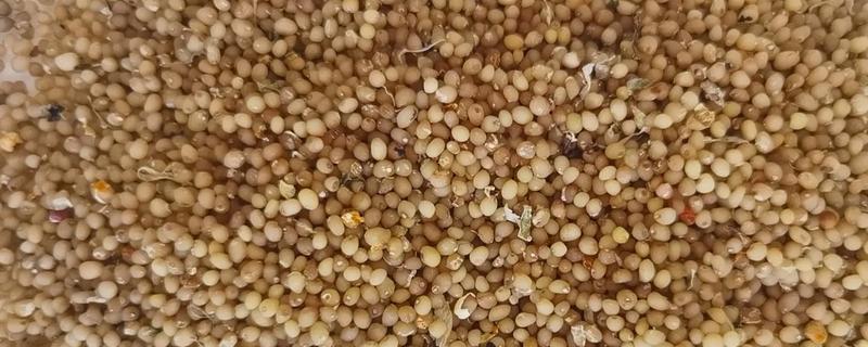 重楼种子的价格，价格大约在200-300元左右一斤