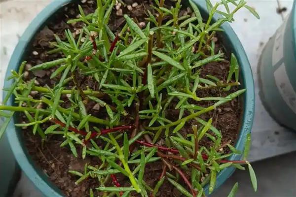 太阳花修剪爆盆的方法,剪除主茎的顶部可促进侧枝生长