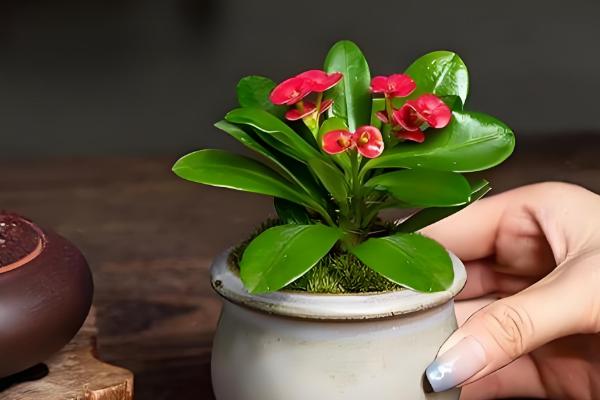 虎刺梅何时扦插,4月份是最佳时间