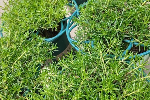 太阳花修剪爆盆的方法,剪除主茎的顶部可促进侧枝生长