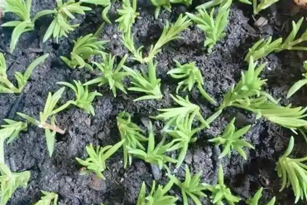 太阳花修剪爆盆的方法,剪除主茎的顶部可促进侧枝生长