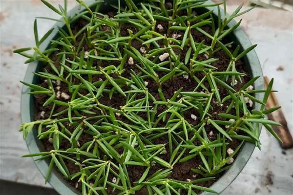 太阳花修剪爆盆的方法,剪除主茎的顶部可促进侧枝生长