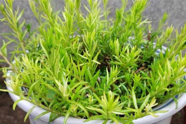 太阳花修剪爆盆的方法,剪除主茎的顶部可促进侧枝生长