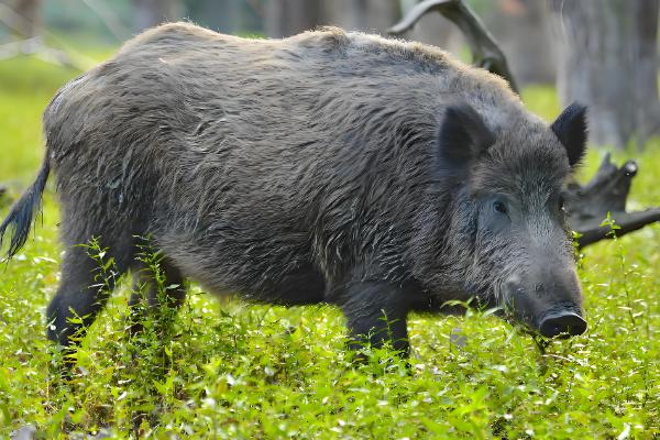 野猪什么时候出来活动,一般在清晨和傍晚时分
