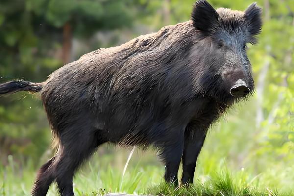 野猪什么时候出来活动,一般在清晨和傍晚时分