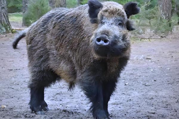 野猪什么时候出来活动,一般在清晨和傍晚时分