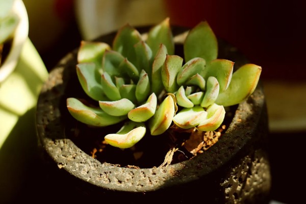 气温40度能不能在室外养殖多肉，养在室外容易导致根系死亡