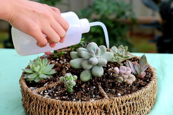 气温40度能不能在室外养殖多肉，养在室外容易导致根系死亡