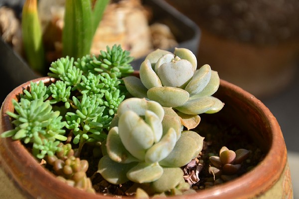 气温40度能不能在室外养殖多肉，养在室外容易导致根系死亡