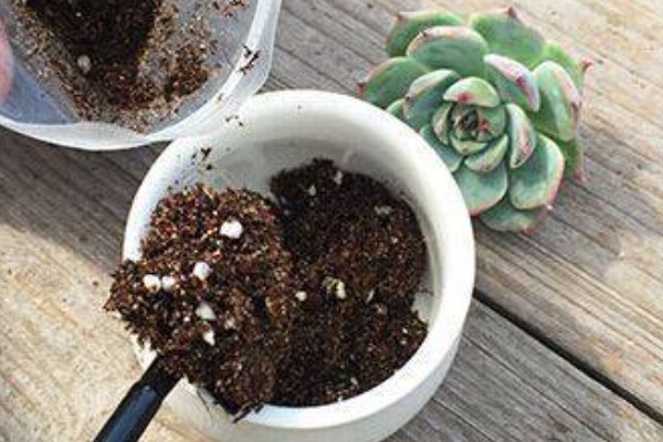 气温40度能不能在室外养殖多肉，养在室外容易导致根系死亡