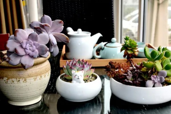 气温40度能不能在室外养殖多肉，养在室外容易导致根系死亡