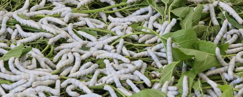 家蚕的发育过程，要经历卵、幼虫、蛹、成虫这几个阶段