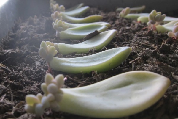 气温40度能不能在室外养殖多肉，养在室外容易导致根系死亡