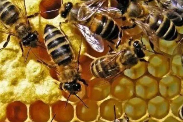 蜜蜂不出巢的原因，可能是外界温度不适所致