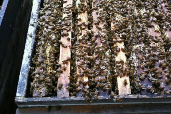 蜜蜂不出巢的原因，可能是外界温度不适所致