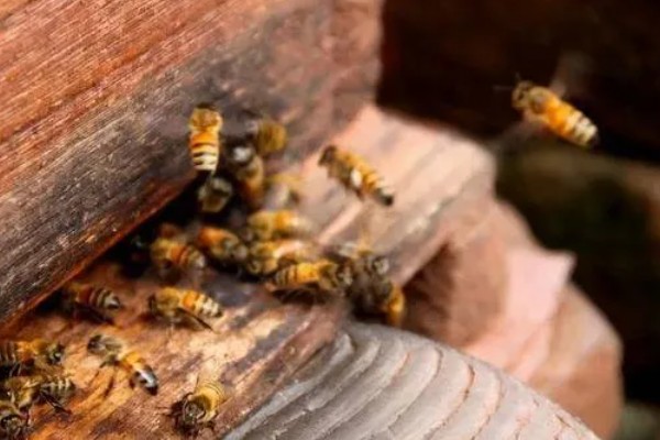 蜜蜂不出巢的原因，可能是外界温度不适所致